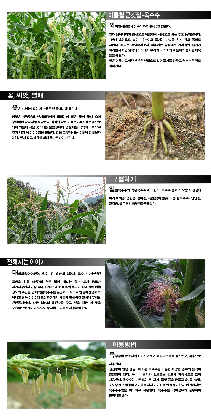 여름철 군것질-옥수수