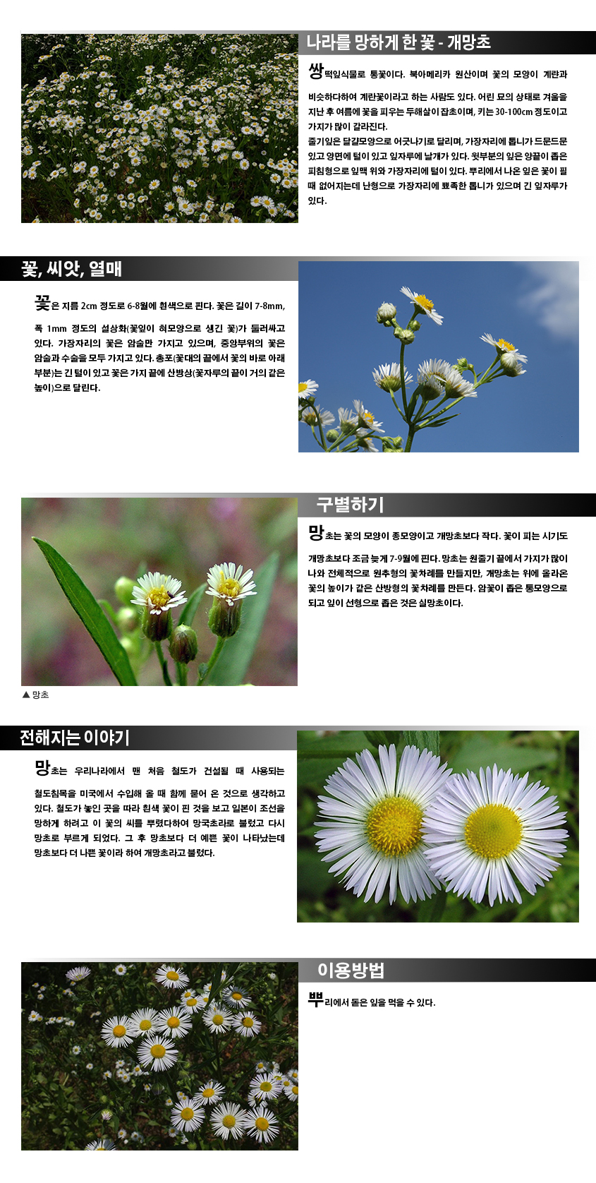 나라를 망하게 한 꽃-개망초