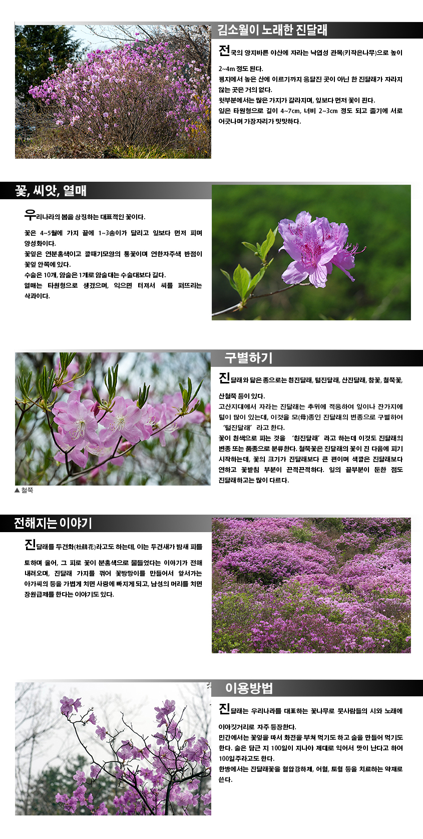 김소월이 노래한 진달래