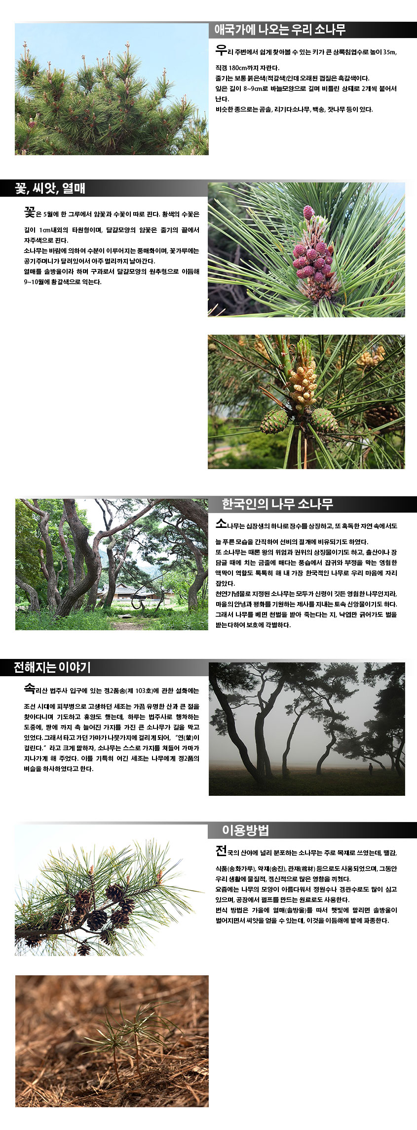 애국가에 나오는 우리 소나무