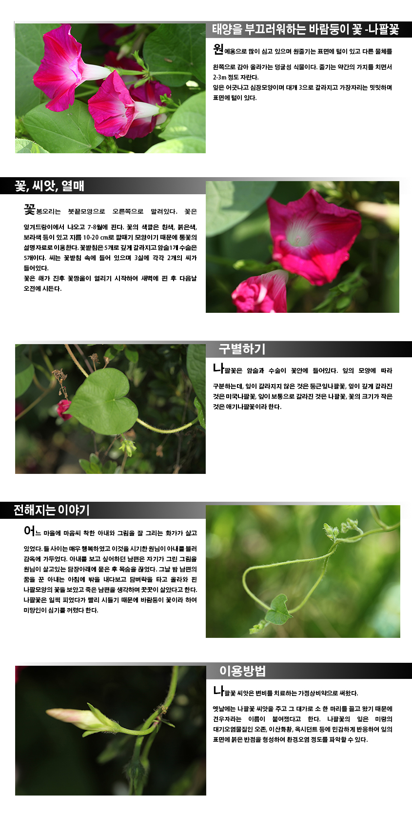 태양을 부끄러워하는 바람둥이 꽃-나팔꽃