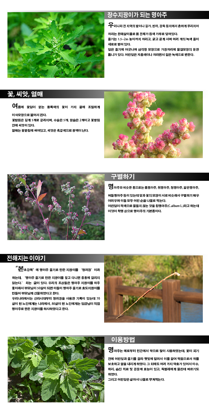 장수지팡이가 되는 명아주