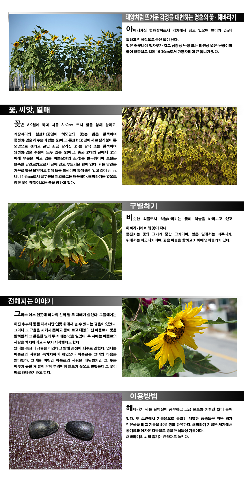 태양처럼 뜨거운 감정을 대변하는 영혼의 꽃-해바라기