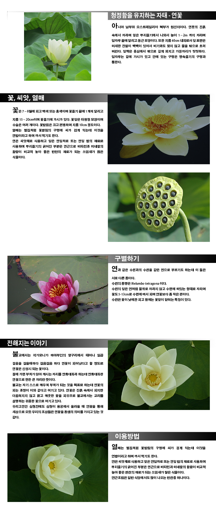 청정함을 유지하는 자태-연꽃
