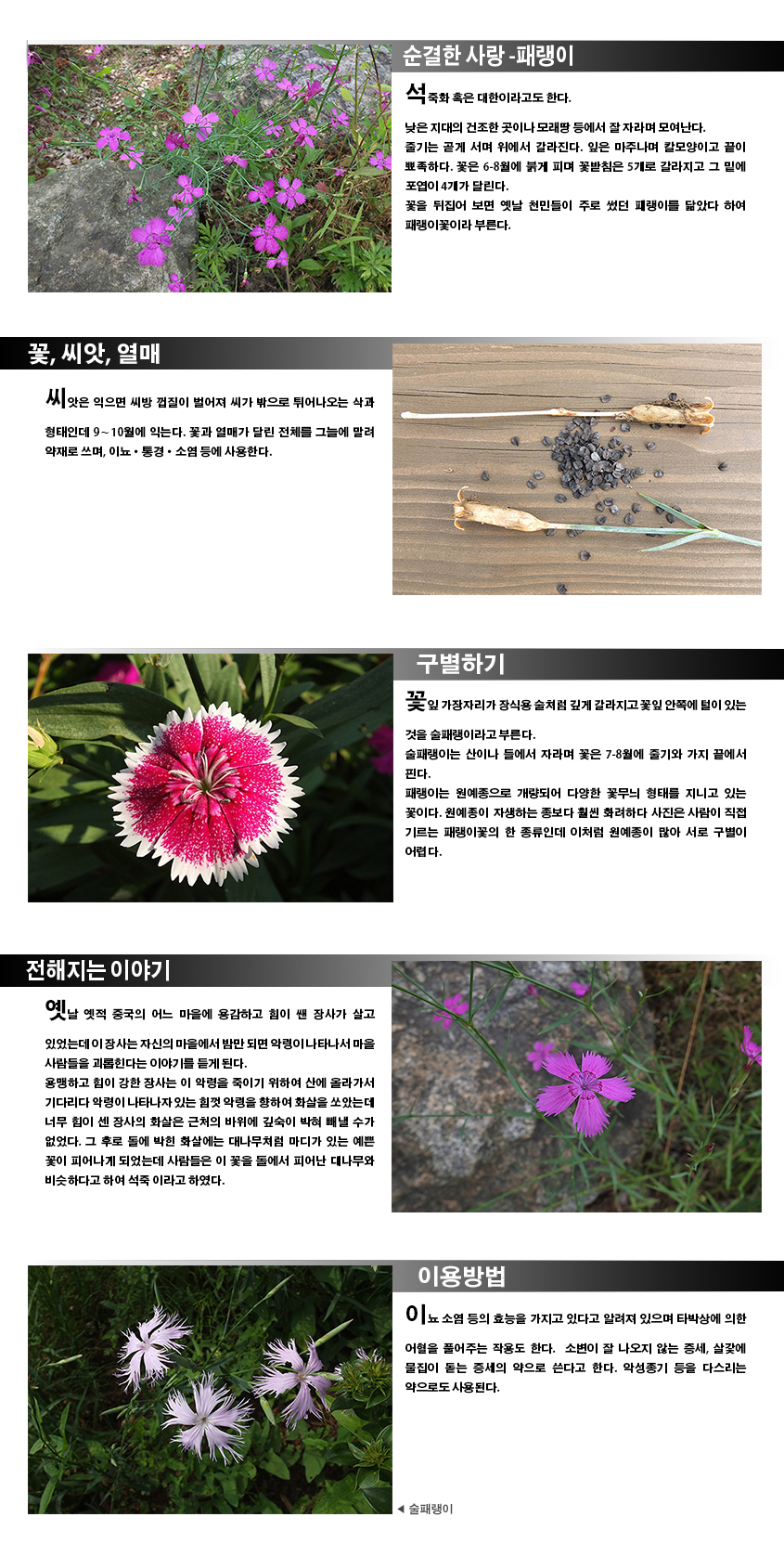 순결한 사랑-패랭이
