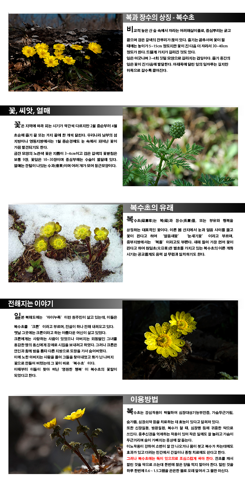 복과 장수의 상징-복수초