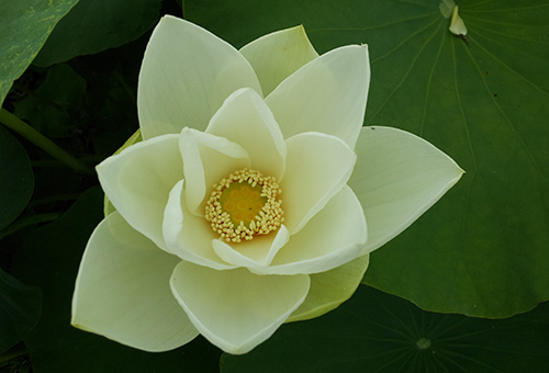 연꽃 이미지