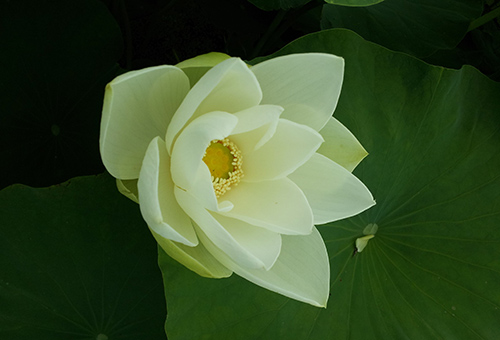 연꽃 이미지