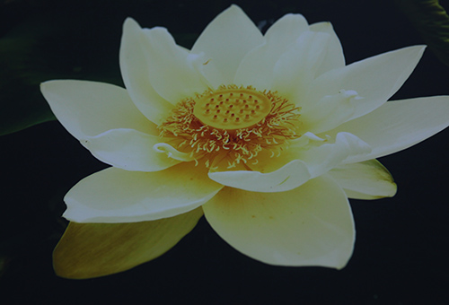 연꽃 이미지