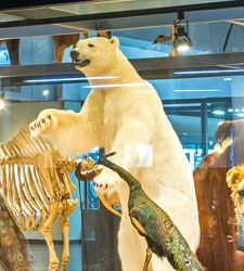 Natural History Hall
