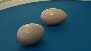 8. 삶은 달걀과 날달걀을 어떻게 구별할까요? 이미지
