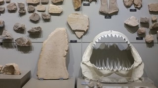 6. 신생대 동물 화석 이미지