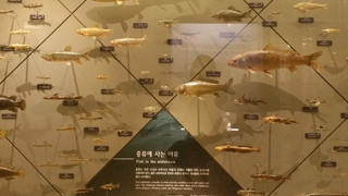 10. 어류 이미지