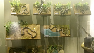 12. 파충류 이미지