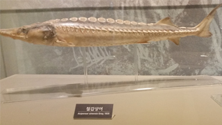 16. 한반도에서 사라진 어류 철갑상어 이미지