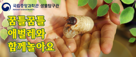 꿈틀꿈틀 애벌레와 함께 놀아요